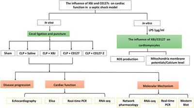 Paeoniflorin and Hydroxysafflor Yellow A in Xuebijing Injection Attenuate Sepsis-Induced Cardiac Dysfunction and Inhibit Proinflammatory Cytokine Production